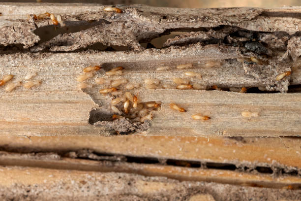 Best Flea Control Services  in West Pasco, WA